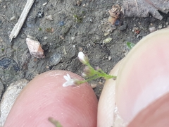 Capsella bursa-pastoris