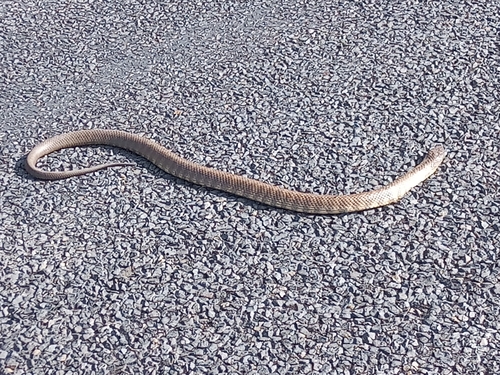 Tiger Snake sighting