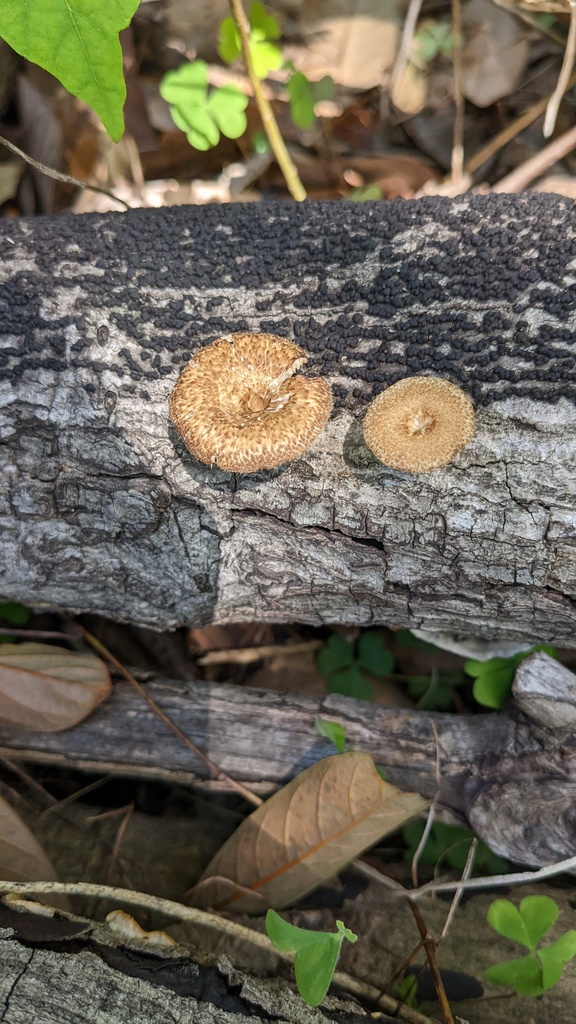 Lentinus arcularius · April 2022 · photo: © atsushi_nakajima_cirque (iNaturalist, cc-by)