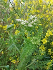 Daucus muricatus