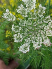Daucus muricatus