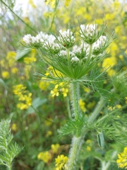 Daucus muricatus