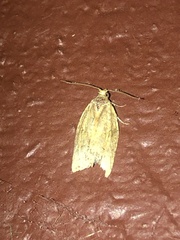 Argyrotaenia franciscana