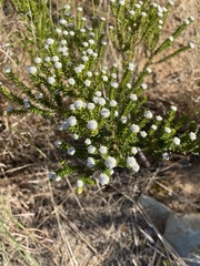 Phylica cephalantha
