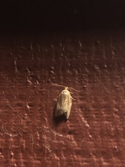 Argyrotaenia franciscana