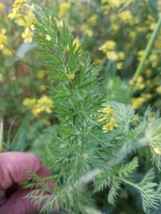 Daucus muricatus