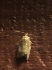 Argyrotaenia franciscana