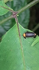 Abscondita cerata