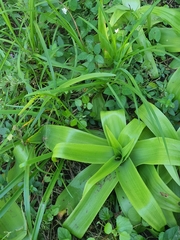 Bulbine latifolia latifolia