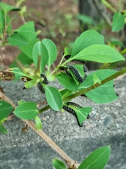 Apareophora forsythiae