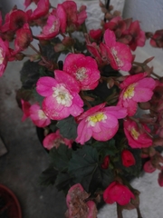 Begonia × tuberhybrida