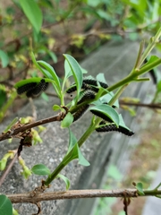 Apareophora forsythiae