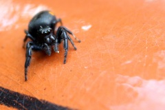 Paraphidippus