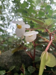 Begonia palmata