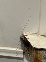 Drymaplaneta semivitta