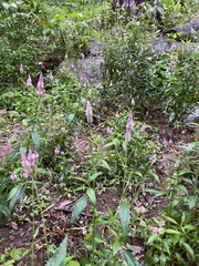 Uraria crinita