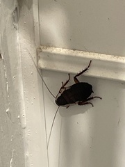 Drymaplaneta semivitta