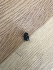 Temnorhynchus retusus