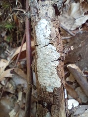 Exidiopsis calcea