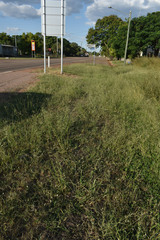Urochloa mosambicensis