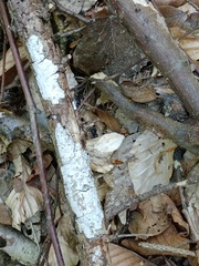 Exidiopsis calcea