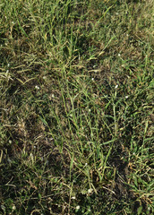 Urochloa mosambicensis