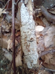 Exidiopsis calcea