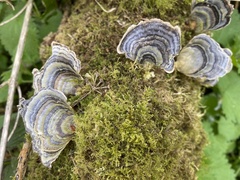 Trametes versicolor