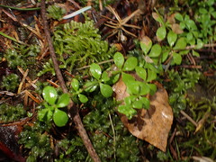 Galium rotundifolium