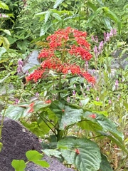 Clerodendrum japonicum