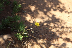 Crassothonna capensis