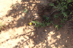 Crassothonna capensis