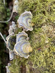 Trametes versicolor