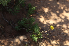 Crassothonna capensis