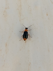 Ebaeus