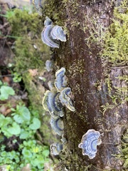 Trametes versicolor