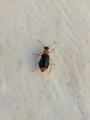 Ebaeus