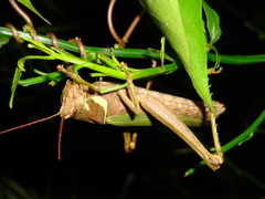 Coryacris angustipennis