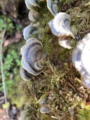 Trametes versicolor