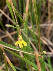 Goodenia gracilis