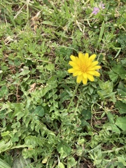 Hyoseris radiata