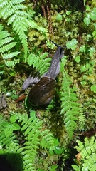 Camaenidae