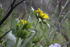 Wyethia glabra