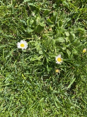 Bellis perennis