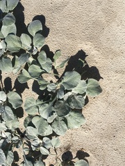 Arctotheca populifolia