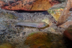 Channa limbata