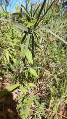 Cyperus textilis