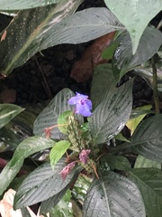 Eranthemum