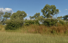Themeda quadrivalvis
