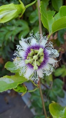 Passiflora edulis edulis